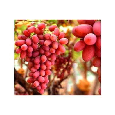 Weinrebe Vitis vinifera Crimson Seedless 180-200 cm Tafeltraube kernlos