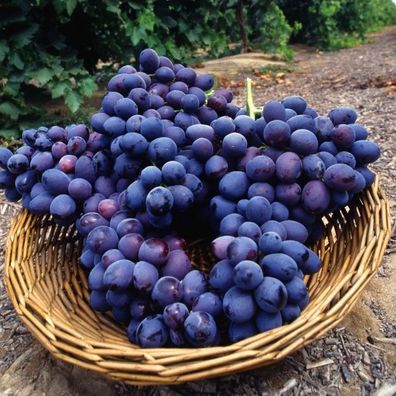 Weinrebe Vitis vinifera Autumn Royal 180-200cm Tafeltraube ohne Kerne