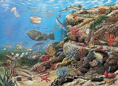 Mediterrane Unterwasserwelt
