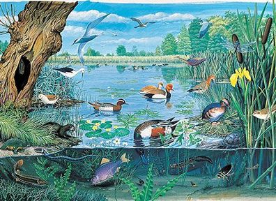 Tiere aus Teich und See