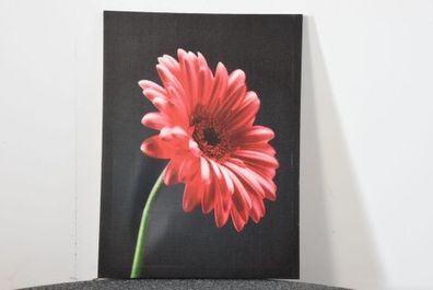 Rote Blume 80 x 60 cm, gebraucht