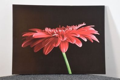Rote Blume 80 x 60 cm, gebraucht