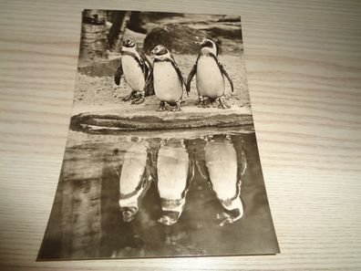 6421/ Ansichtskarte -Pinguine