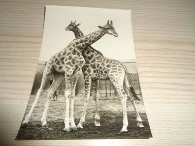 6423/ Ansichtskarte -Tierpark Berlin Giraffen
