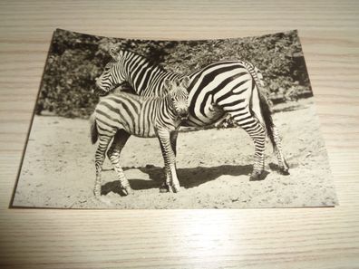 6424/ Ansichtskarte -Tierpark Berlin Zebra