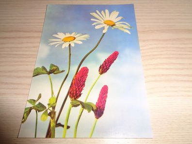6445/ Ansichtskarte DDR , neutrale Glückwunschkarte -Blumen