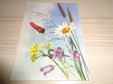 6446/ Ansichtskarte DDR , neutrale Glückwunschkarte -Blumen