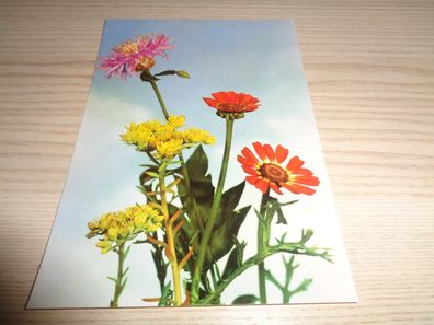 6447/ Ansichtskarte DDR , neutrale Glückwunschkarte -Blumen