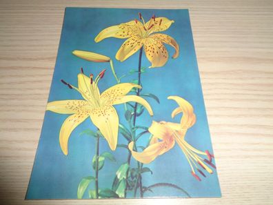 6454/ Ansichtskarte DDR , neutrale Grußkarte - Blumen