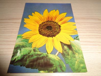 6455/ Ansichtskarte DDR , neutrale Grußkarte - Blumen