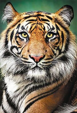 Portrait eines Tigers
