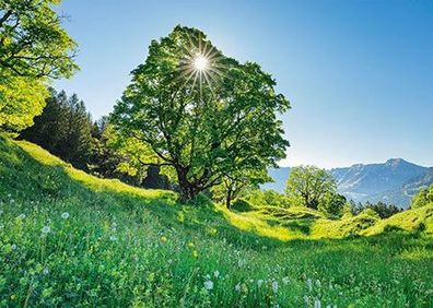 Berg-Ahorn im Sonnenlicht, St. Gallen, Schweiz