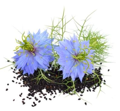 Schwarzkümmel Nigella sativa einjährig