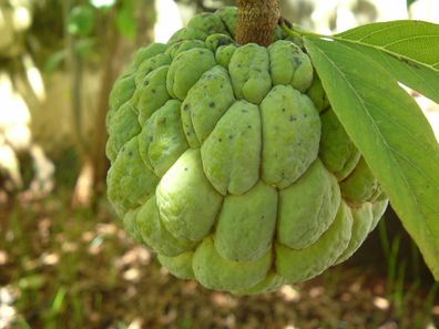 Zimtapfel - Annona squamosa - Sweetsop - SUGAR APPLE 3+ Samen - Seeds Gx 068