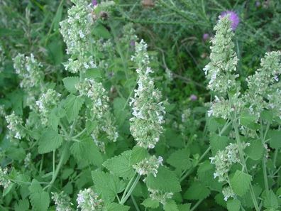 Zitronen Katzenminze - Nepeta cataria var. citriodora 20+ Samen - DUFTIG! F 010