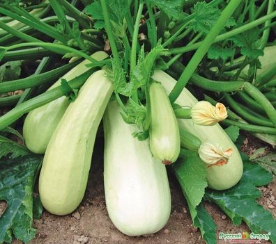 Zucchini Eisbär - Weiß - 5+ Samen - Saatgut - Seeds - SCHÖN und FEIN! C 018