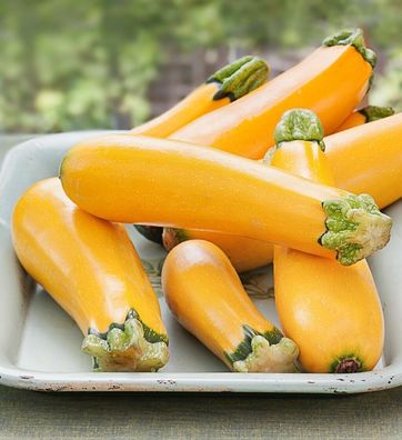 Zucchini Golden - Gelb - 5+ Samen - Saatgut - Seeds - SCHÖN und FEIN! C 019