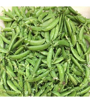 Zuckererbse Zuccola Snowpea Erbse Pea 10+ Samen - Seeds - Saatgut H 130