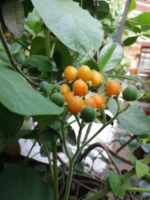 Zwergtamarillo - Solanum abutiloides - Dwarf Tamarillo 10+ Samen - Seeds So 057