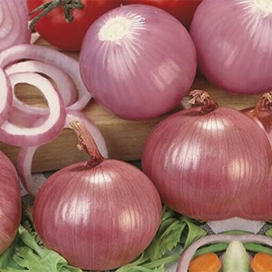 Zwiebel Rossa Savonese Onion 100+ Samen - Saatgut - Seeds - Graines R 124