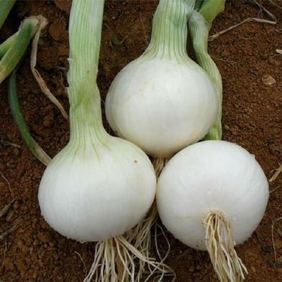 Zwiebel White Utah Jumbo Onion - 100+ Samen - Saatgut - Seeds Gemüsesamen R 051