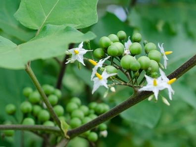 Pokastrauch - Türkenbeere - Solanum torvum Pea eggplant 20+ Samen - Seeds So 094