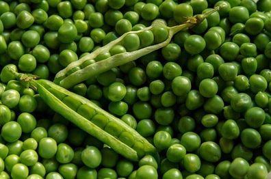 Hellgrüne Erbse aus Debrecen - Green pea 20+ Samen - ungarische Sorte - H 145