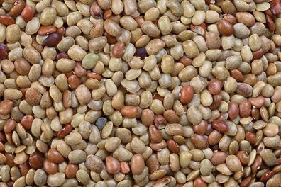 Pferdebohne - Kulthi bean - Macrotyloma uniflorum 25+ Samen - Seeds H 144