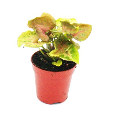 Mini-Pflanze - Syngonium - Purpurtute - Ideal für kleine Schalen und Gläser - ...