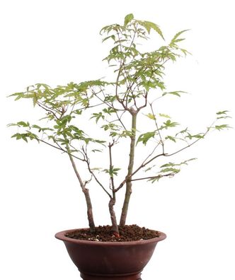 Bonsai - Acer palmatum 'Yamamomiji', Japanischer Fächerahorn 204/92D