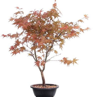 Bonsai - Acer palmatum Deshojo, roter Fächerahorn 209/43