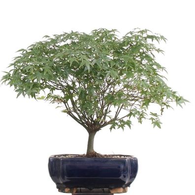 Bonsai - Acer palmatum Kiyohime, Japanischer Fächerahorn 204/69