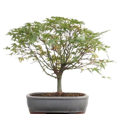 Bonsai - Acer palmatum Kiyohime, Japanischer Fächerahorn 204/75