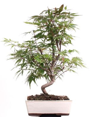 Bonsai - Acer palmatum, Japanischer Fächerahorn 209/17
