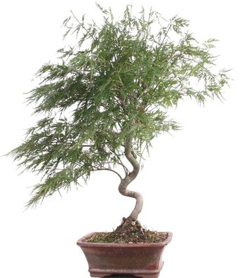 Bonsai - Acer palmatum, Japanischer Fächerahorn 209/27