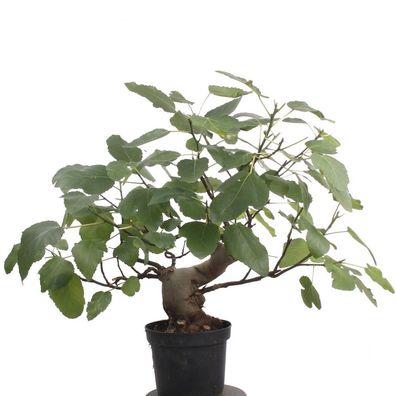 Bonsai - Ficus carica, echte Feige, Feigenbaum 209/80