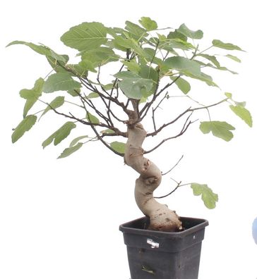 Bonsai - Ficus carica, echte Feige, Feigenbaum 209/81