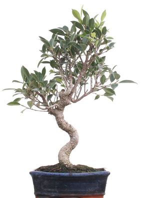 Bonsai - Ficus retusa, Chinesische Feige 213/05