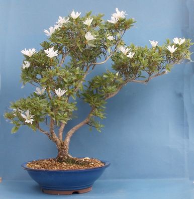 Bonsai - Jap. Satsuki Azalee 'Tateyama-no-Yuki', Rhododendron indicum 211/145