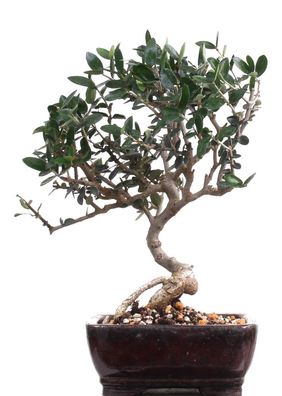 Bonsai - Olea europaea Sylvestris, Wild-Olive 209/172