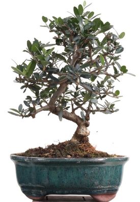 Bonsai - Olea europaea Sylvestris, Wild-Olive 209/198