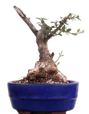 Bonsai - Olea europaea Sylvestris, Wild-Olive, Yamadori, Shohin 214/08