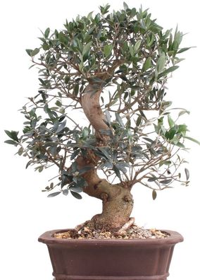 Bonsai - Olea europaea, Olive 209/163