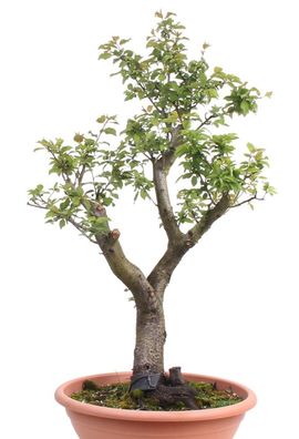 Bonsai - Yamadori - Prunus spinosa, Schlehe, Schwarzdorn 208/28