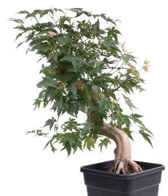 Pre-Bonsai - Acer palmatum, Japanischer Fächerahorn 209/21