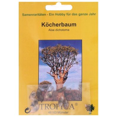 Bonsai - 10 Samen v. Aloe dichotoma, Köcherbaum 90054