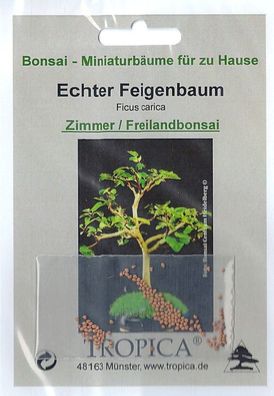 Bonsai - 100 Samen Echter Feigenbaum, Ficus carica 90116