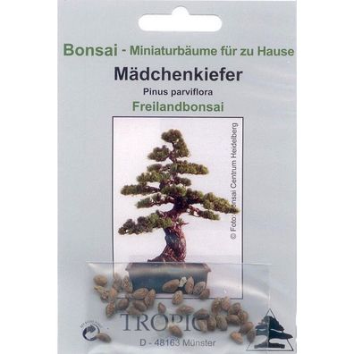 Bonsai - 12 Samen von Pinus parviflora, Mädchenkiefer 90008
