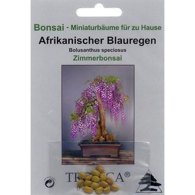 Bonsai - 15 Samen Bolusanthus africanus (speciosus), Afrikanischer Blauregen, 90033