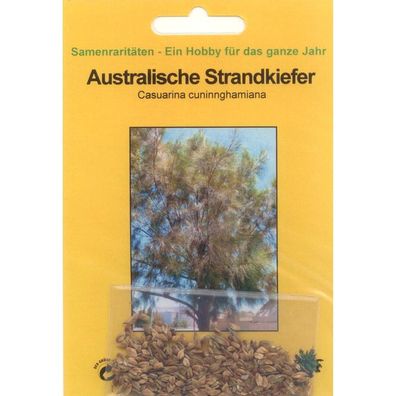 Bonsai - 150 Samen Casuarina cunninghamiana, Australische Strandkiefer, 90095